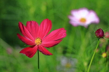 Obraz premium 秋風に揺れて咲く