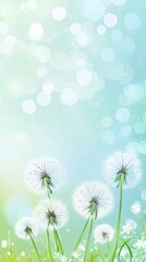 Obraz premium Dandelions and grass, blue bokeh background.