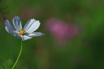 秋風に揺れて咲く