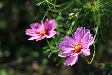 秋風に揺れて咲く