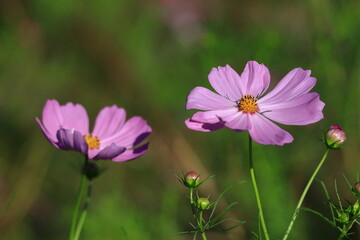 Fototapeta premium 秋風に揺れて咲く