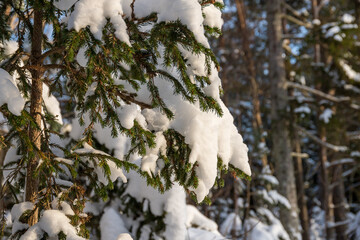 Green spruce needles peek out beneath a heavy coating of soft, white snow. A whimsical winter scene...