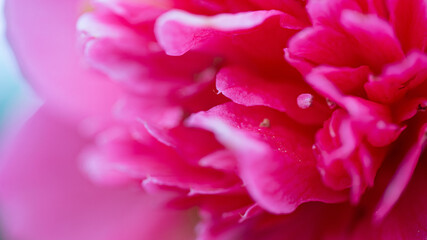 Close-Up Image of Vibrant Pink Flower Petals in Full Bloom