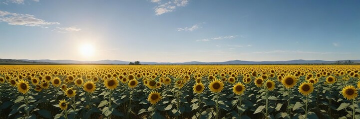 Fototapeta premium Beautiful landscape of sunflower fields against clear blue sky, background, scenery