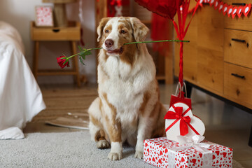 Cute Australian shepherd dog with balloons and gift boxes in festive room. Valentine's Day celebration
