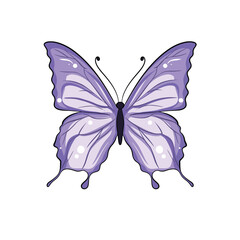 butterfly isolated on white background