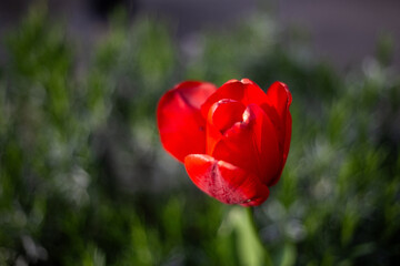Close-Up Of Vibrant Red Tulip Blooming Against Green Background
