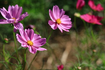 Obraz premium 秋風に揺れて咲く