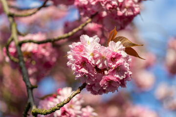 Close-Up of Pink Cherry Blossom Flowers in Full Bloom