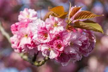 Close-Up of Pink Cherry Blossom Flowers in Full Bloom