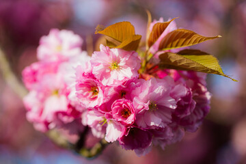 Close-Up of Pink Cherry Blossom Flowers in Full Bloom