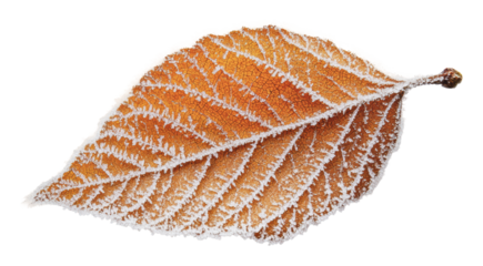 Frost-covered orange leaf in winter landscape, cut out - stock png.
