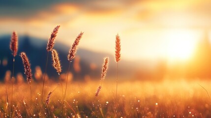 Golden hour serenity sunlit grasses in a tranquil natural landscape nature outdoor viewpoint peaceful concept