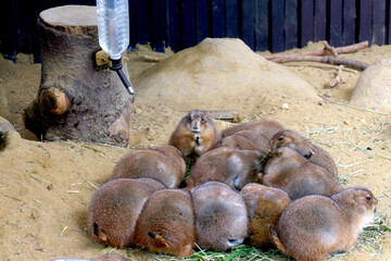 おやつの時間のプレーリードッグ