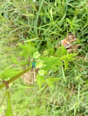 dragonfly on a leaf