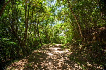 The trail through the green forest in the mountains of Pingtung, Taiwan.