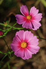 Fototapeta premium 秋風に揺れて咲く