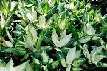 Obraz premium Full frame photo of green ornamental plants aglaonema or Chinese evergreens. Natural wallpaper of aglaonema under direct sunlight