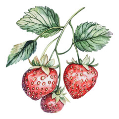 Bright strawberries on green leaves, cut out - stock png.