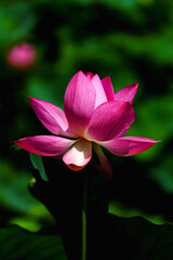 Fototapeta premium Chinese beauty: Pink lotus flower blooming in sunlight with green leaf