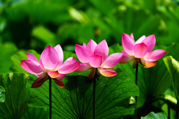 Chinese beauty: Pink lotus flower blooming in sunlight with green leaf