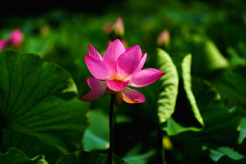 Chinese beauty: Pink lotus flower blooming in sunlight with green leaf