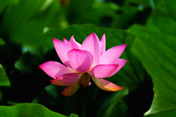 Obraz premium Chinese beauty: Pink lotus flower blooming in sunlight with green leaf