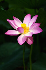 Chinese beauty: Pink lotus flower blooming in sunlight with green leaf