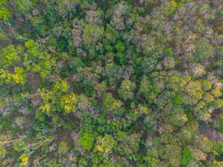 Aerial view colorful mixed forest onmountain various color tree forest