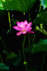 Obraz premium Chinese beauty: Pink lotus flower blooming in sunlight with green leaf