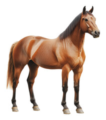Obraz premium Majestic brown horse standing calmly indoors, cut out - stock png.