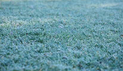 frosty grass on the lawn, cold morning