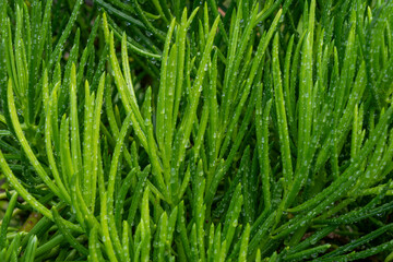 Fototapeta premium Green succulent with raindrops in winter