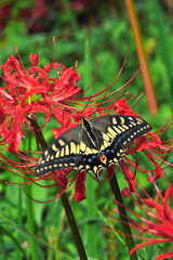 Beautiful Swallowtail Butterfly on Red Spider Lily