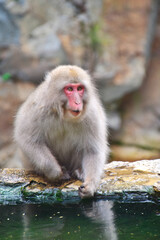 Wild Japanese Macaque Relaxing at Jigokudani Hot Springs