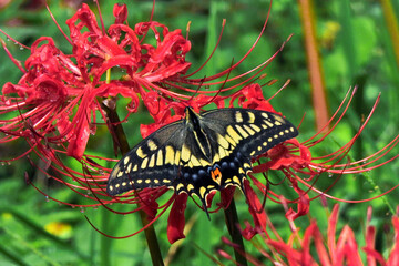 Beautiful Swallowtail Butterfly on Red Spider Lily