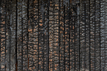 Burnt wooden wall texture of black and orange colors. Detailed background of charred vertical wooden planks became black by heat and fire. Full frame.