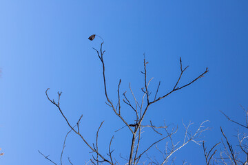 minimalist capture of bare tree branches reaching towards a vibrant blue sky, nature background