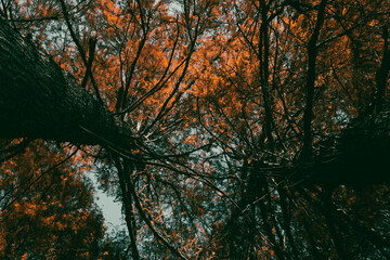 crowns of tall autumn trees in the forest at sunset
