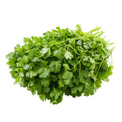 Obraz premium Vibrant green bunch of freshly harvested coriander leaves isolated on a transparent background, perfect for culinary use