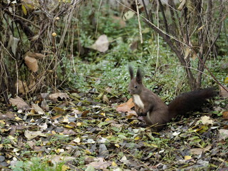 squirrel on the ground