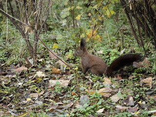 side view of a squirrel