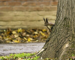 squirrel on a trunk