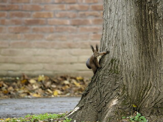squirrel on a tree