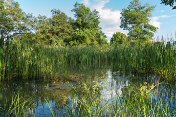 The Typha angustifolia growing in the swamp.