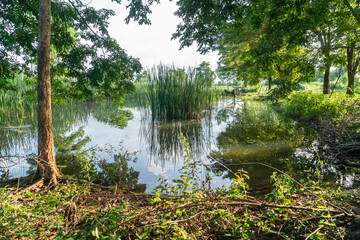 The Typha angustifolia growing in the swamp.