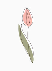 tulip isolated on white background. minimalist flower illustration