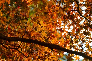 autumn leaves on the tree