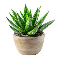 Small aloe vera plant growing in a terracotta pot, isolated on transparent background, ideal for compositions