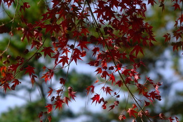 red autumn leaves
